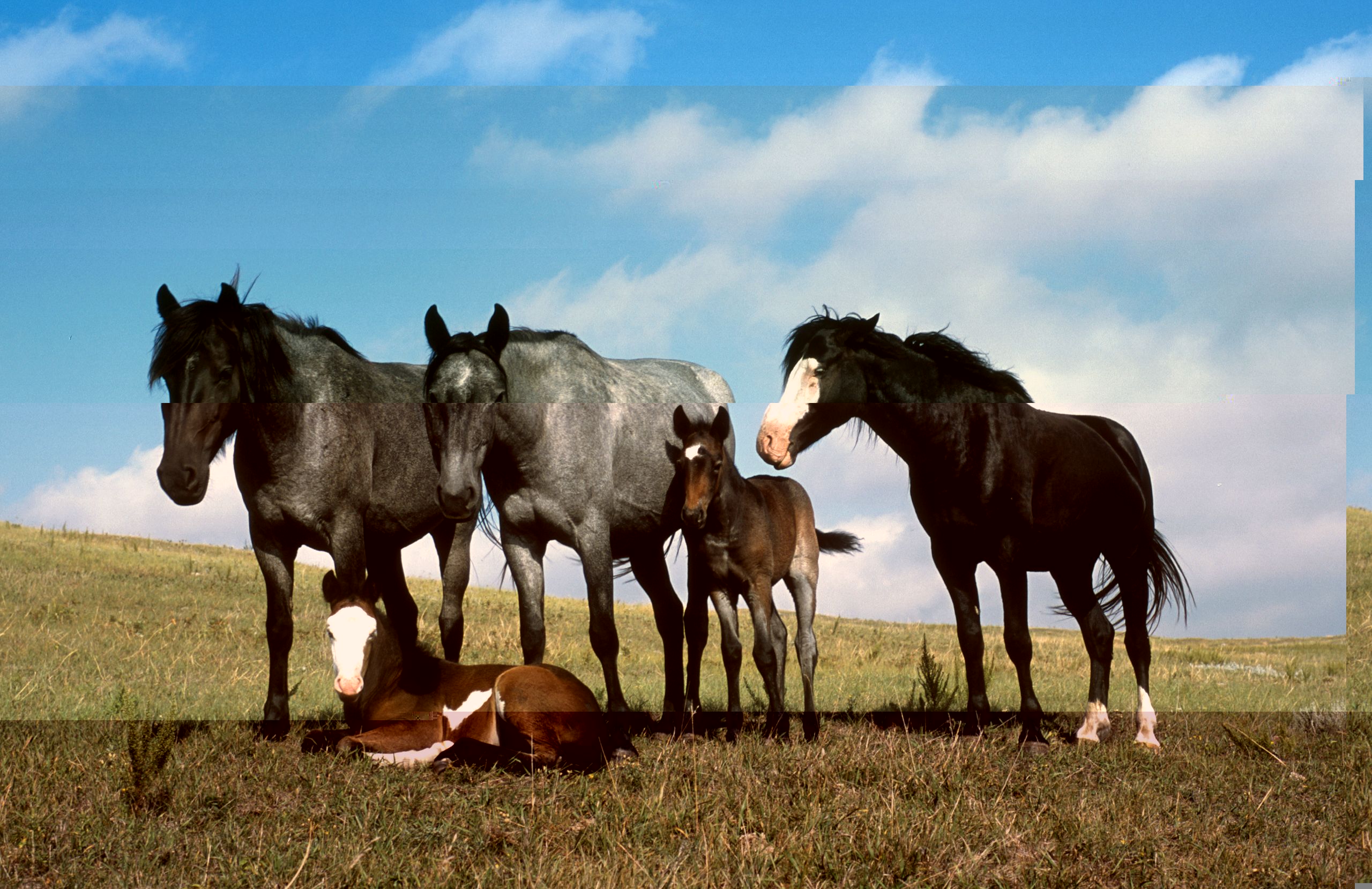 Paarden Treffen.jpg