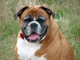 boxer.jpg
